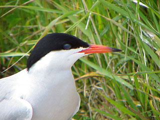 birding