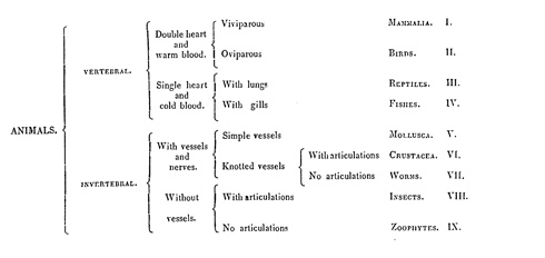 The Classification of Animals