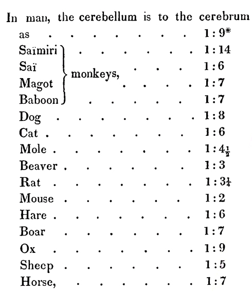 Ratio of Cerebellum to Cerebrum in Vertebral Animals