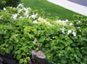 MMS Gardens - hydrangea