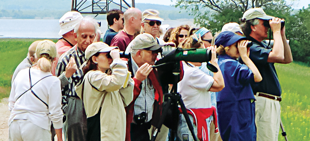 Birding on Plum Island